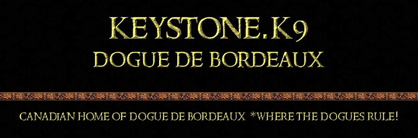 KeyStone.K9 Dogue de Bordeaux
